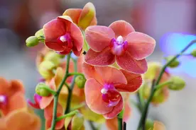 老人适合养“4种花”，非常好养，花多色艳，代表幸福长寿欢乐图片