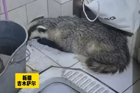 新疆吉木萨尔 一居民家中溜进一只尖鼻小眼的“短粗胖”动物，不敢贸然抓捕只好报警求助图片