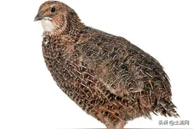 芦丁鸡已经被国家禁止养殖了吗？蛋能吃吗？图片