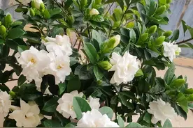 栀子花落叶只剩“光杆”？教你一招，让它“枯木逢春”，长满绿叶图片
