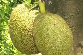 波罗蜜是一种什么样的果树？图片