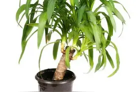 养龙血树，就要“狠”，不仅枝繁叶茂，还能一颗变多颗图片