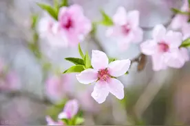 男性桃花越多，财富越旺，更深层次的东西是什么？图片