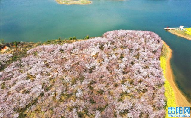 贵安樱花园最新实拍图来啦！