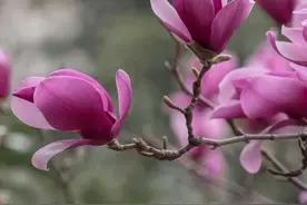 遇见春天，遇见美好，人生四季，随缘就好图片
