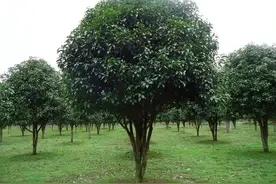 桂花树结果不常见，果实能榨油、泡酒、泡茶，有暖胃润肺的作用图片