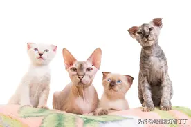 猫的眼睛突然睁不开，还流眼泪是什么原因图片