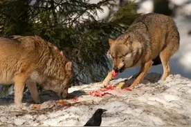 人在无人区开着满油的越野车，遇到野狼群，有逃生的几率吗？图片