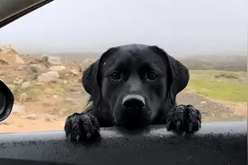 为什么不建议养黑狗？看完这些缺点，你就不奇怪了图片