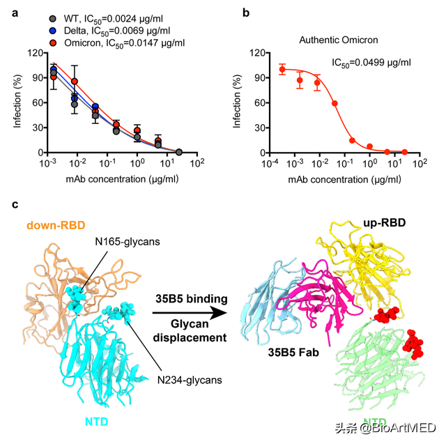 陈志伟等揭示新冠受关注变异株“全谱”中和单抗的作用机制