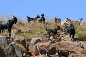 太猖狂！钓鱼岛发现数千只山羊，竟是日本预谋40多年的成果？图片