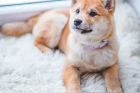 盘点宠物体内常见的寄生虫—狗狗篇图片