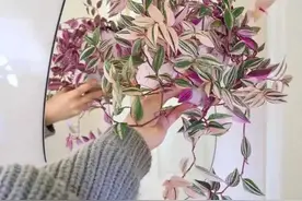 油画吊兰和紫露草植物茎插繁殖指南，水培扦插特别容易图片