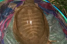 春季钓甲鱼攻略，不耽误钓手竿，钓到就是赚到图片