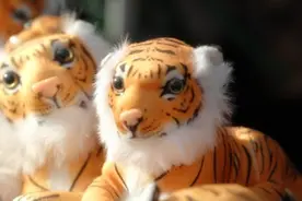 “一山不容二虎”，父母属虎就不能有属虎的孩子？属相相冲不可信图片