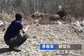 3年前救的野猪带3娃回来了！还有哪些瞬间让你觉得万物有灵？图片