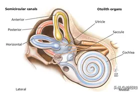 良性阵发性位置性眩晕:有效的诊断和治疗图片