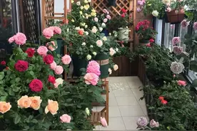 封闭阳台养花，记住“5不能”，只要避开，也能养爆盆图片