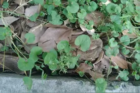 叶子像马蹄，老人称它“化石草”，能去除身上的石头，看到请留意图片