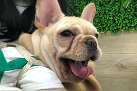 这几种小型犬很“可怕”，不建议养，很多人受不了图片