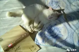 闲话｜抖音里的烧鸡蛋图片