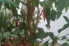 辣椒树值得你拥有图片