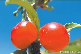 早穿棉袄午穿纱，围着火炉吃西瓜图片