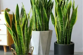 虎皮兰灌点“大肥水”，新芽挤爆盆，猛开“小仙花”图片