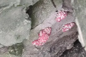 “粉色”预警！外来入侵生物福寿螺卵现身高邮乡村河道图片