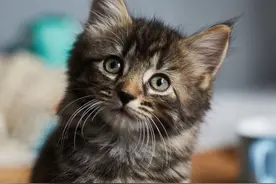 证明猫爱你胜过一切的5个迹象图片