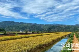 「二十大时光」宝鸡岐山：稻谷飘香蟹肥美 一片稻田双丰收图片