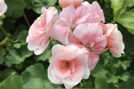 天竺葵，点亮整个阳台图片