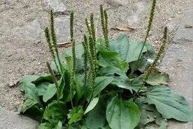 “车前草”是个宝，用它来煮水喝，或能帮助解决这4个问题图片