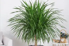 “龙血树”养护期间，出现“枝条发软”出水，是什么原因引起的？图片