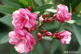 注意！有孕妇的家庭不宜在室内摆放这4类植物图片