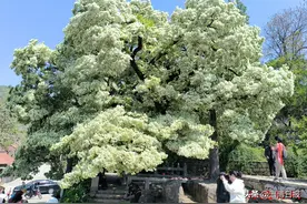 探寻淄博古树 | 当年，齐桓公栽下这棵流苏图片