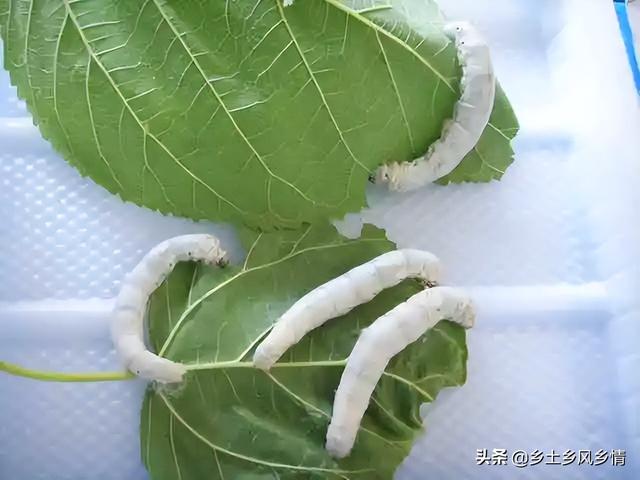 怎么判断蚕要吐丝结茧了（蚕吐丝前有什么征兆四大征兆）