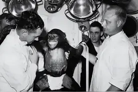 1961年，一只黑猩猩代替人类被美国送上外太空，返回后发现不对劲图片