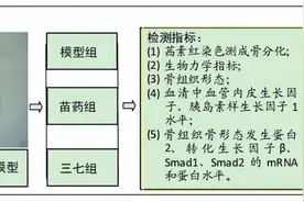 苗药九仙罗汉接骨汤干预胫骨骨折模型大鼠的成骨分化及骨折愈合图片
