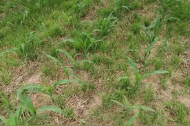 喷施玉米田除草剂，按照这个口诀打药，除草干净彻底图片