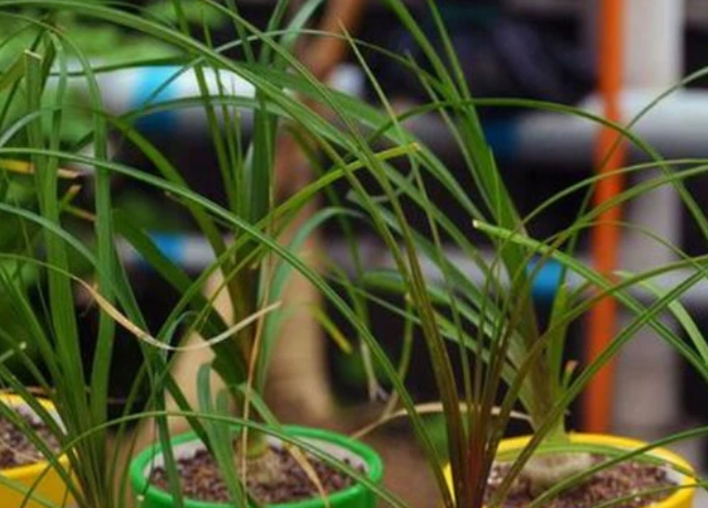 20 种耐阴多肉植物,适合室内和北面院子