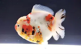 治疗鱼病，甲硝唑和土霉素图片