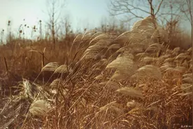 如何迁移微信分身聊天记录图片