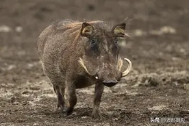 非洲“蓬蓬”长得很任性图片