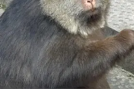 独臂猴“星星”是什么猴？为啥比“峨眉泼猴”要讨人喜欢？图片