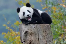 学成语-憨态可掬图片