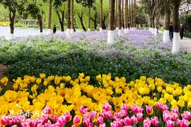 温州这个公园也有郁金香花海，鲜花绽放浪漫唯美，成为网红打卡地图片