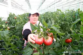 哪些蔬菜喜水？哪些蔬菜怕水多？不知道这些原则，浇水就会犯错图片