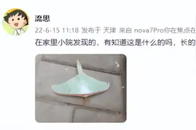 嘛玩意？天津网友在家中发现一绿色大昆虫，别说还挺好看图片