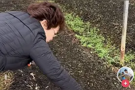 95后退伍小伙种菌菇遇难题，发抖音求助引来农科院专家亲自指导图片